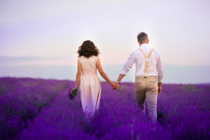 lavender flowers blooming field two trees uphill valensole provence france europe